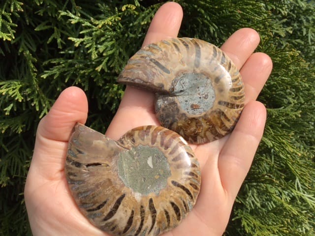 Paire-ammonite-fossile