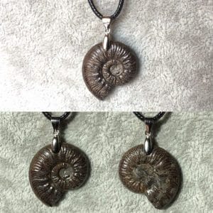 Ammonite pyrite france