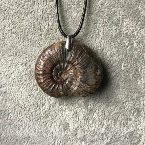 Ammonite fossile entière, pyritisée